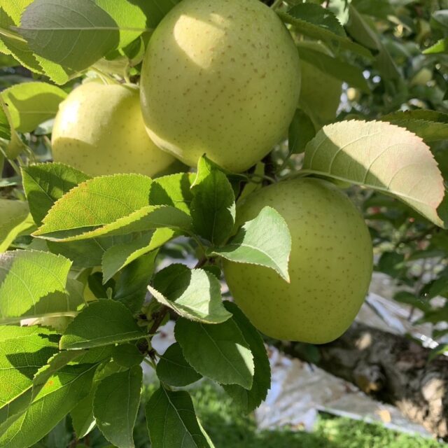 【家庭用・贈答用】りんごの王様［王林🍏3㎏］