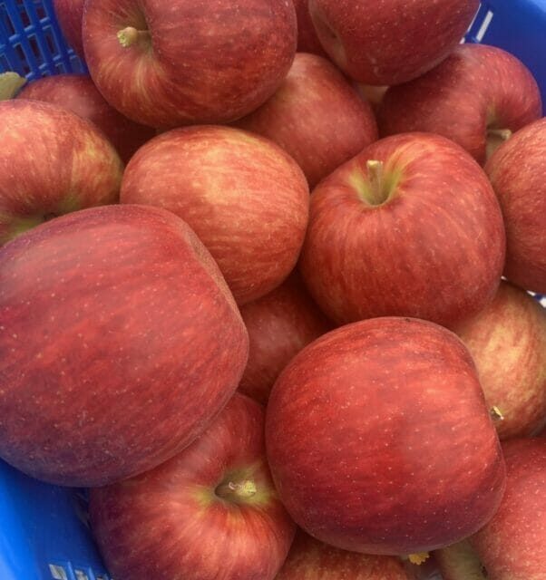 【家庭用・贈答用】甘くてジューシー［つがる🍎3㎏］