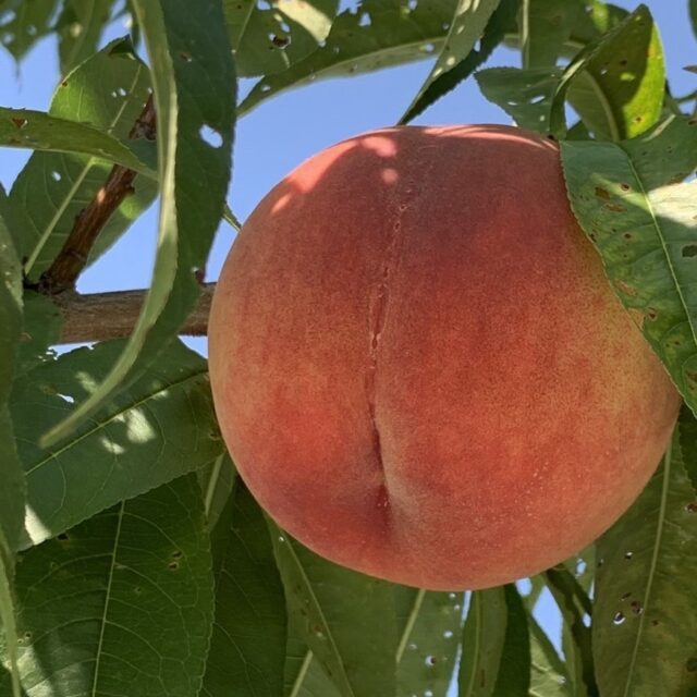 【贈答用】東北名物！コリコリ食感のジューシー桃［川中島白桃🍑2.5㎏］